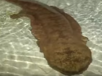 salamandra veche de 200 de ani