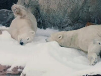 ursi polari la zoo