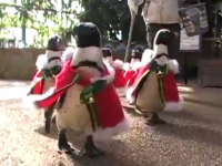 defilarea pinguinilor
