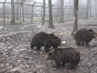 Ursi bruni