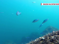 Zeci de specii de pești au revenit în Marea Neagră după ani de absență. Biologii spun că s-a redus poluarea