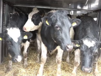 Vacă din rasa Holstein