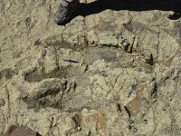 O nouă specie de dinozaur, descoperită în zona deşertului egiptean, descifrează un mister antic