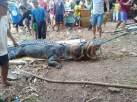 crocodil urias prins in Filipine