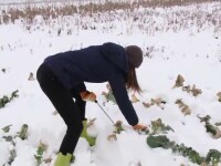 O tânără din Craiova face profituri record cu o legumă cultivată experimental. FOTO