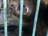 Un vânător a fost ucis de ursul pe care l-a salvat și l-a crescut de când era pui