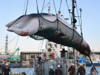 balenă pescuită în Japonia