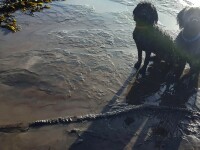 Descoperirea uimitoare făcută de un bărbat care și-a scos câinii la plimbare pe plajă