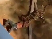 Momentul șocant în care un bărbat cade în cușca unui tigru la zoo și este atacat. VIDEO