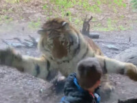 Un tigru a încercat să sfâșie un copil aflat în vizită la o grădină zoo din Dublin. VIDEO