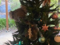 Cum a ajuns un koala să ”împodobească” bradul de Crăciun