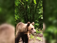 Alertă în Târgu Mureș. O ursoaică și puiul ei, la plimbare într-un loc de joacă pentru copii