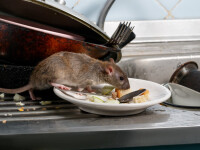 Restaurant amenințat de „hoarde” de șobolani, în Manhattan. S-au îngrășat cu avocado și orez