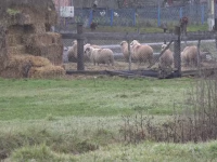 Trei indivizi, care ar fi furat aproape 500 de oi, reținuți. Cum acționau