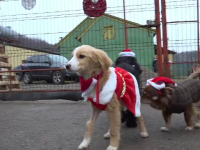 Câinele polițist Oscar a fost Moș Crăciun pentru cățeii de la un adăpost din Suceava. Cum a fost primit
