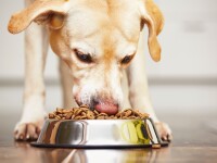 Zeci de câini au murit în SUA după ce au consumat hrană otrăvită. Mai multe produse au fost retrase de pe piață