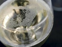 Secretul șampaniei. Mulți producători români au investit sute de mii de euro pentru un spumant de calitate