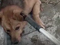 Groază într-un centru de ecarisaj din Năvodari. Câinii sunt operați pe viu și lăsați să zacă pe jos, plini de sânge