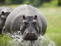 Doi hipopotami din Belgia au fost testaţi pozitiv cu COVID-19