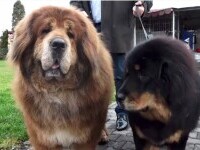 Boss, cel mai frumos mastiff tibetan, are o mireasă special adusă din Rusia