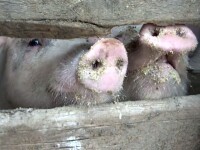 Porcii din gospodării sunt vânduți online, de teama amenzilor. Au dispărut anunțurile de la porțile sătenilor