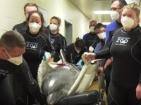 Un delfin de peste 200 de kilograme a fost supus unei proceduri medicale revoluționare. Cum a reacționat