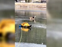 Un pompier a salvat o căprioară blocată pe un lac înghețat. Imagini emoționante de la operațiune