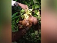 VIDEO O fetiță de doar două zile a supraviețuit ca prin minune, după ce a fost abandonată de mamă într-o pădure