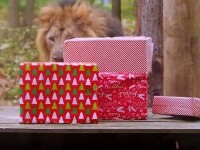 Cadouri pentru animalele de la grădina zoologică din Londra. Cum au reacționat leii când au văzut cutiile colorate