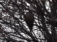 Ciufii de pădure, păsările nocturne care invadează orașele din România. Beneficiile pe care le aduc