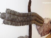 Fosila celui mai mare gândac ce a trăit vreodată pe Terra va fi expusă la un muzeu din Marea Britanie