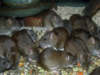 Copil înconjurat de 300 de șobolani, gândaci și pete de sânge, găsit într-o locuință. Polițiștii au fost „copleșiți” de miros