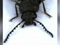 Insecta cu păr, unică în România, descoperită la Agigea. Are un nume complet neobișnuit
