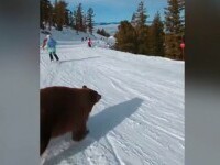 urs schi