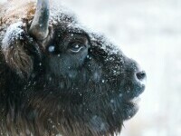 (P) #NaturăPoloneză: Safariul Bizonilor în Białowieża
