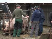 Rasele de porci tot mai căutate de români pentru masa de Crăciun. Prețul cu care se vinde la poarta țăranilor