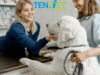 (P) Ten Vet Suceava: Servicii veterinare complete pentru prietenii necuvântători