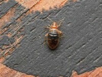 (P) Ploșnițe de pat - cum să scapi de ele pe cont propriu