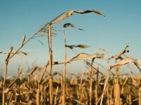 Gură de oxigen pentru fermierii români. Vor putea afla cu luni înainte când va ploua mai mult și când să facă lucrări