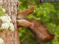 O veveriță blocată în copac, câștigătoarea Comedy Wildlife Photography Awards. Animalele care au intrat în finala concursului