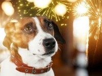 Îngrozite de petarde și artificii, animalele ajung să fugă de acasă. Recomandările veterinarilor pentru stăpâni
