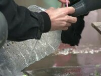 PSD: Solicităm USR să-şi asume catastrofa provocată de ministra Buzoianu. Nicuşor Dan: Cred că vinovăţia este la Apele Române