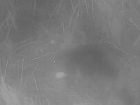 Surprins pentru prima dată în 400 de ani, în Norfolk. „Acest animal a apărut pur şi simplu” | VIDEO