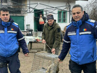 Animalul sălbatic găsit în curtea unui localnic din Tismana. Jandarmii l-au scos în cușcă. FOTO