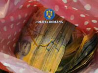 Sacoșe pline cu bani din tăiat ilegal păduri. Percheziții în Suceava pentru evaziune, delapidare și transport ilegal de lemn