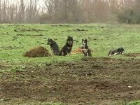 Haitele de câini maidanezi fac ravagii într-o comună din Dolj. Intră în curțile oamenilor și le omoară animalele
