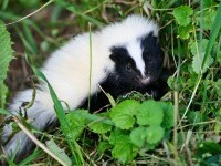 Eveniment excepțional de rar. Un bărbat a murit de rabie, după un transplant de la un donator zgâriat de sconcs