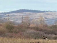 Descoperire importantă în România. Animalul filmat în Hunedoara. „Nu se ştie de unde ar fi putut veni”