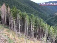 Lemnul furat anual din pădurile României ar putea umple 10 stadioane. Un miliard de euro iese ilegal din țară în fiecare an