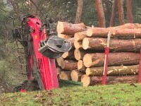 Revoltă în Brașov, după tăierea a zeci de pini considerați sănătoși. Localnicii au sesizat Garda Forestieră